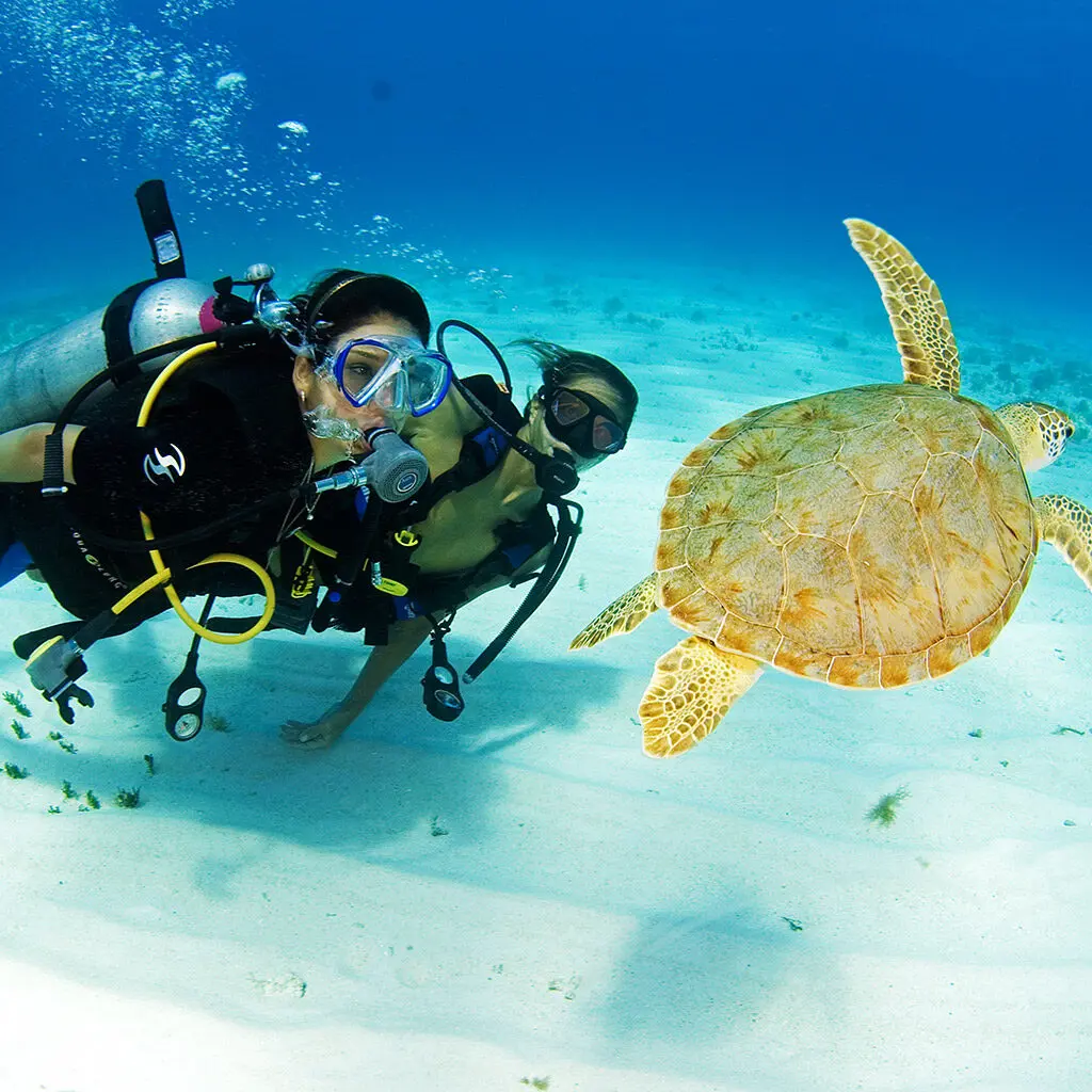 Underwater view Green turtle Chelonia mydas scuba divers Cancun Quintana Roo Yucatan Peninsula Mexico