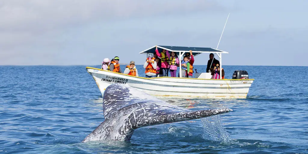 whale-watching-tour-puerto-vallarta